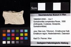 Foto (Objket + Etiketten) von Goniodromites complanatus (Reuss, 1858) 